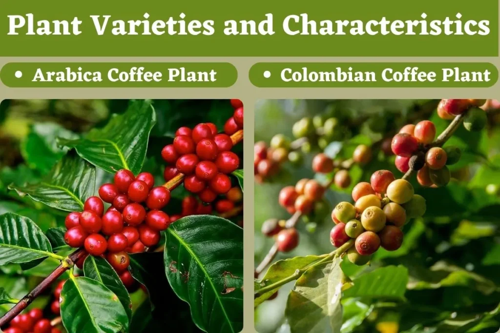 Plant Varieties and Characteristics